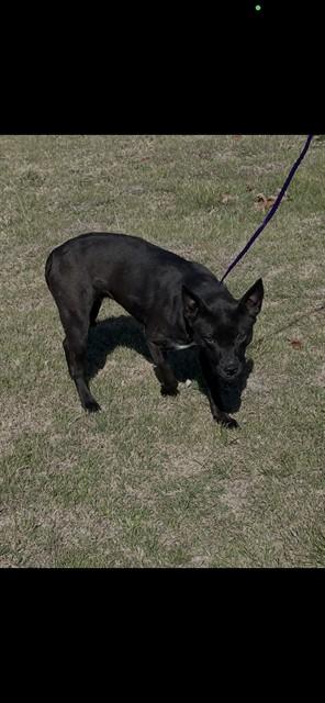 TULIP, Adoptable, Adult Female Labrador Retriever & Mixed Breed.