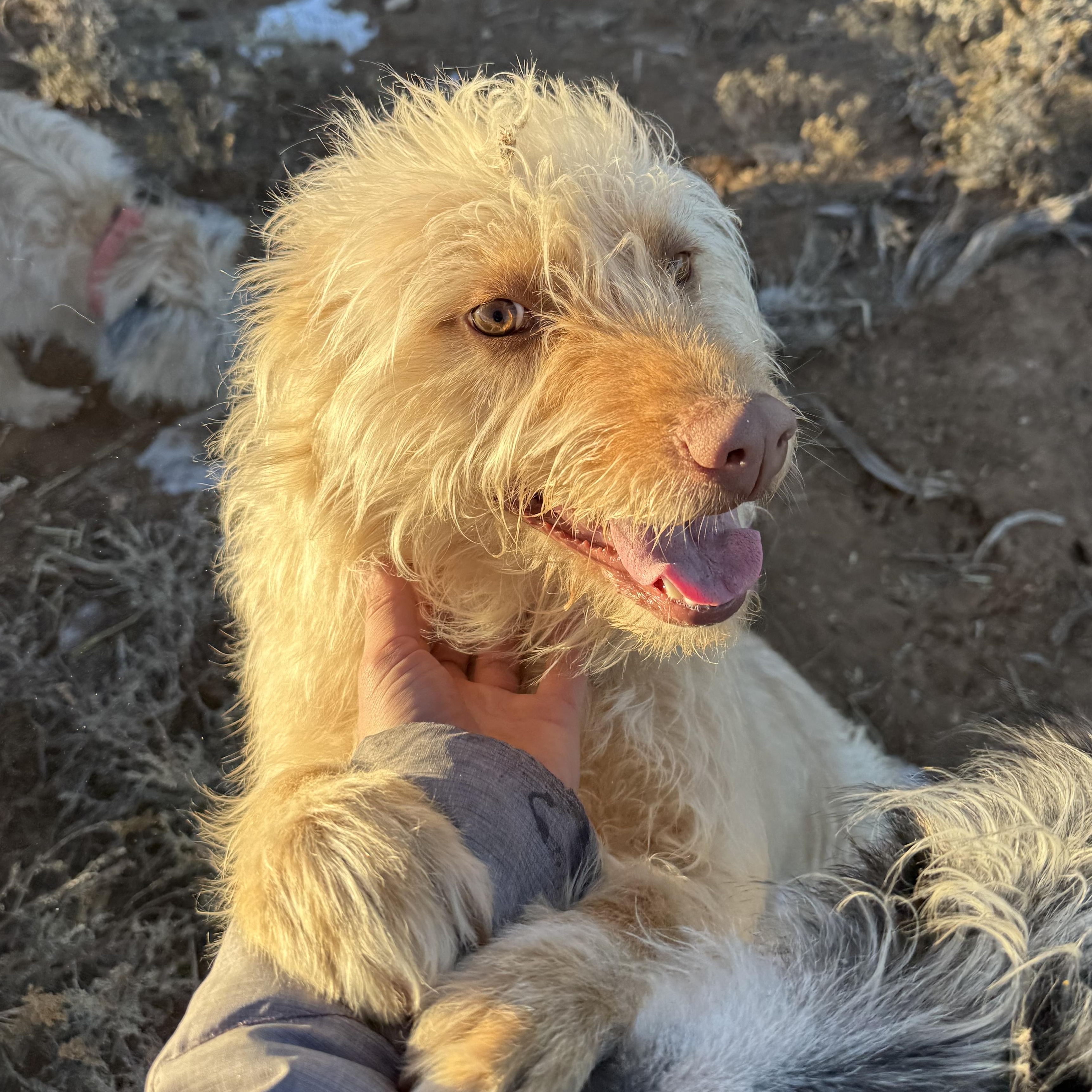 Enlarge Biscochito , a ADOPTABLE mixed breed in Carson, NM image 1/2