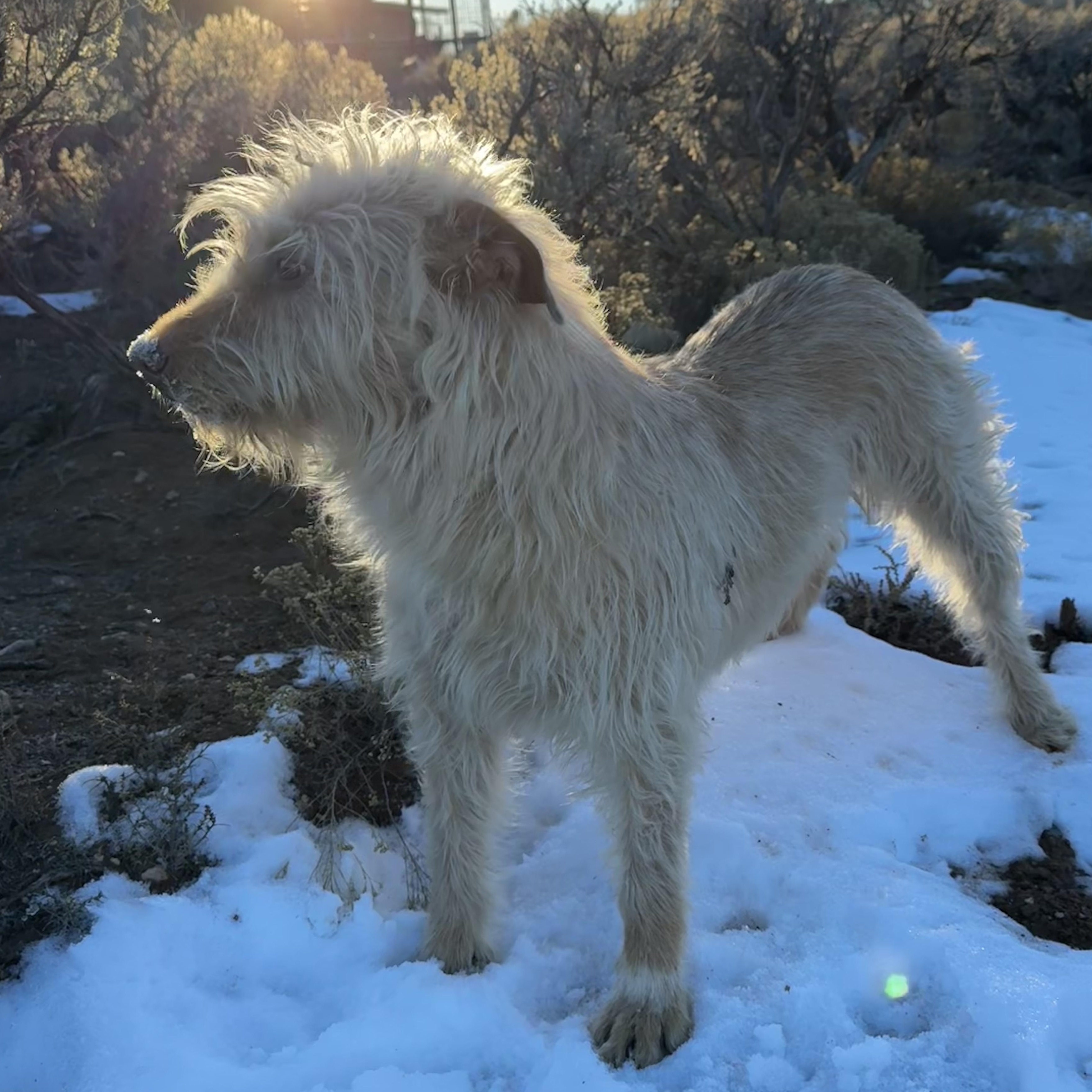 Enlarge Biscochito , a ADOPTABLE mixed breed in Carson, NM image 2/2