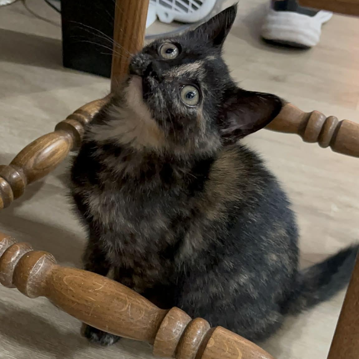 Enlarge Lucia, a Adoptable Domestic Short Hair in Delta, OH image 4/6