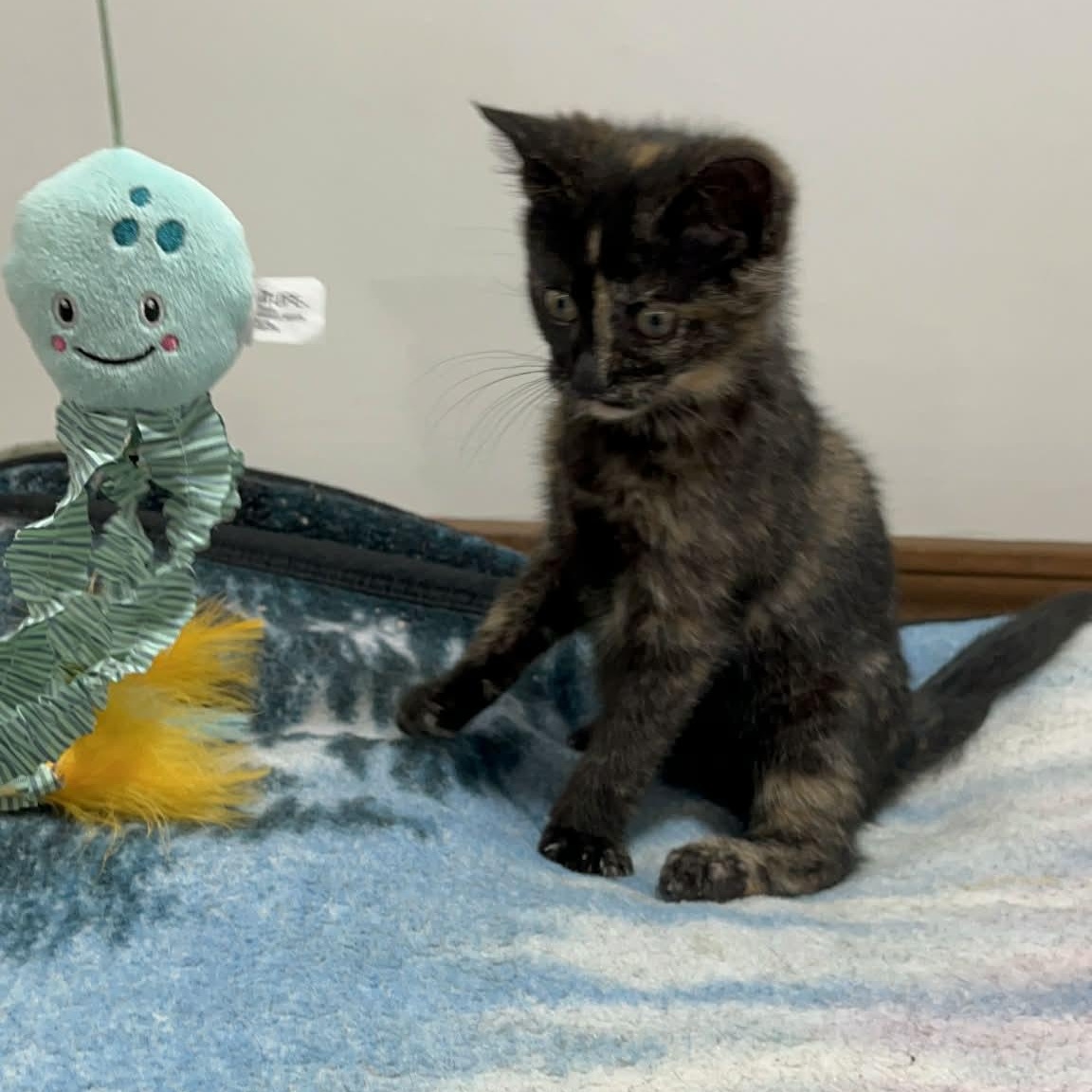 Enlarge Lucia, a Adoptable Domestic Short Hair in Delta, OH image 5/6