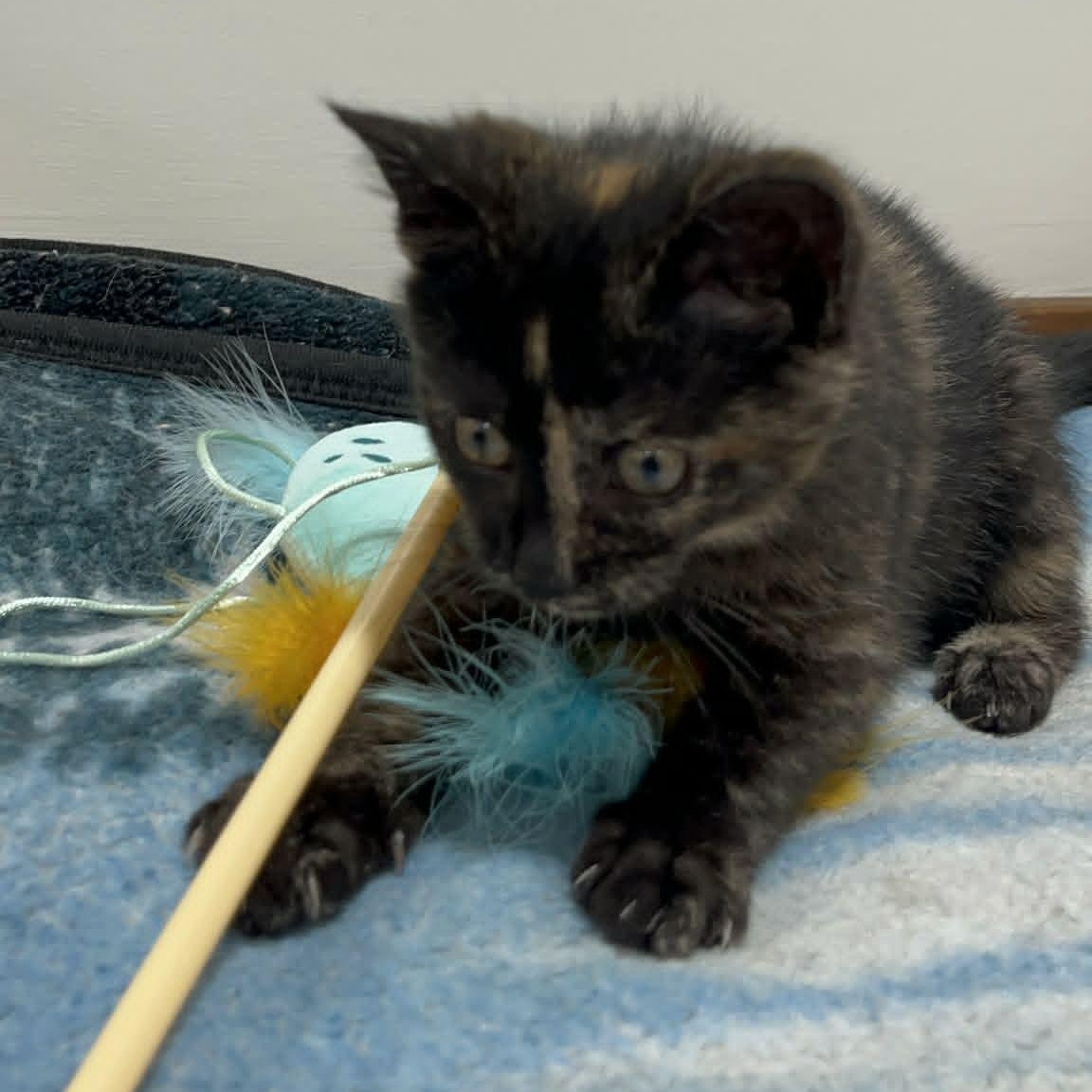 Enlarge Lucia, a Adoptable Domestic Short Hair in Delta, OH image 2/6