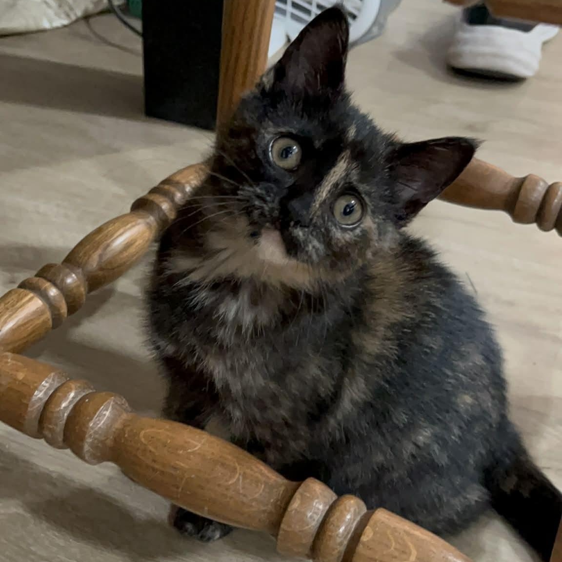 Enlarge Lucia, a Adoptable Domestic Short Hair in Delta, OH image 1/6
