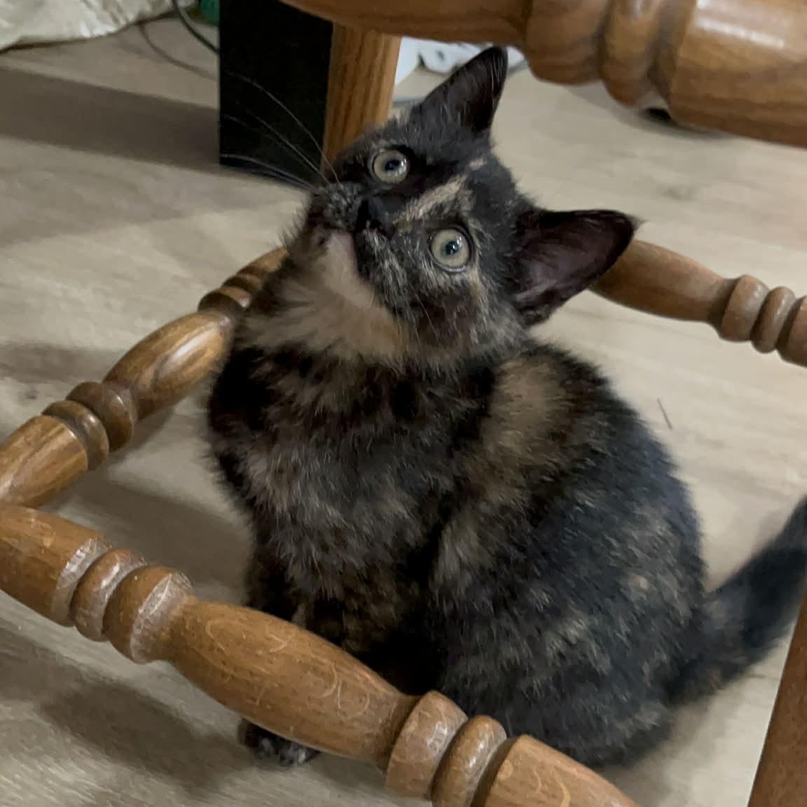 Enlarge Lucia, a Adoptable Domestic Short Hair in Delta, OH image 3/6