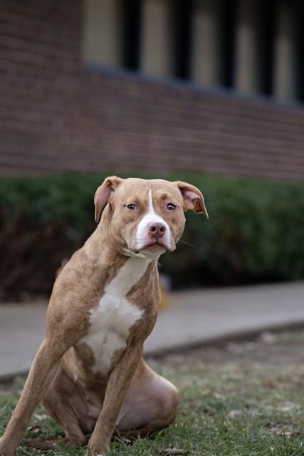 PECAN, Adoptable, Young Female Pit Bull Terrier & Mixed Breed.