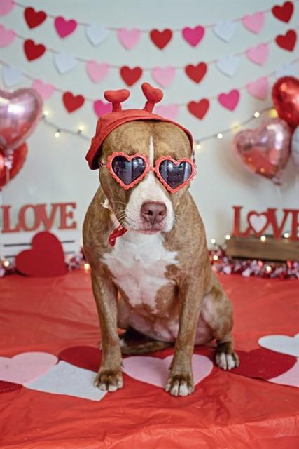 PECAN, Adoptable, Young Female Pit Bull Terrier & Mixed Breed.