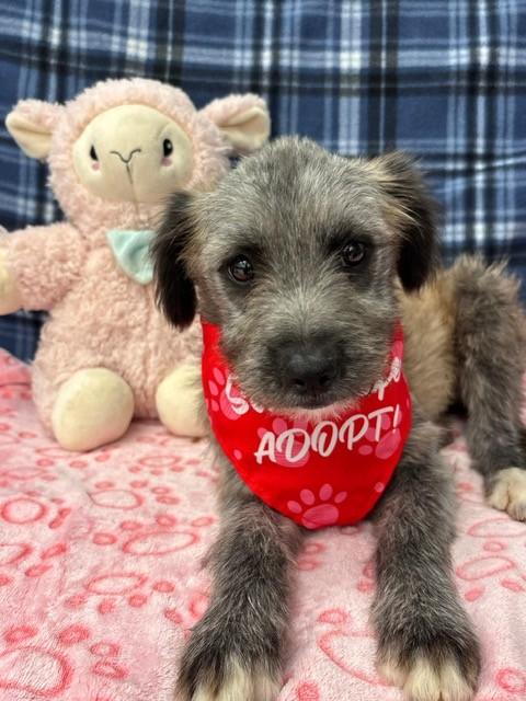 BLOSSOM, ADOPTABLE, Young Female Terrier.
