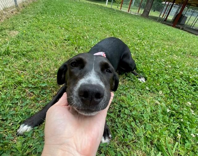Blossom, a ADOPTABLE mixed breed in Fayetteville, AR image 2/6