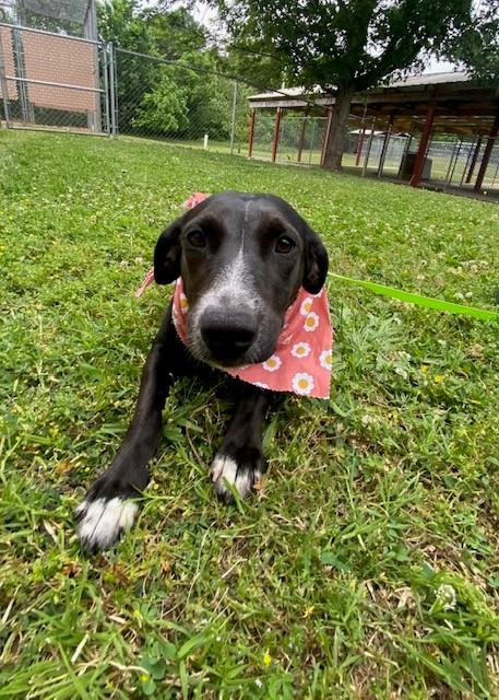 Blossom, a ADOPTABLE mixed breed in Fayetteville, AR image 5/6