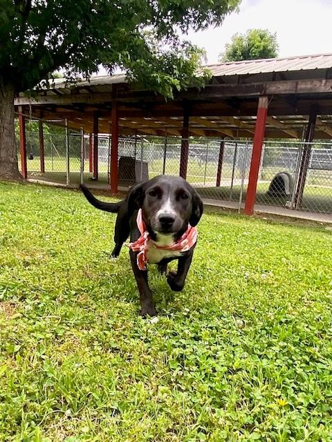 Blossom, a ADOPTABLE mixed breed in Fayetteville, AR image 3/6