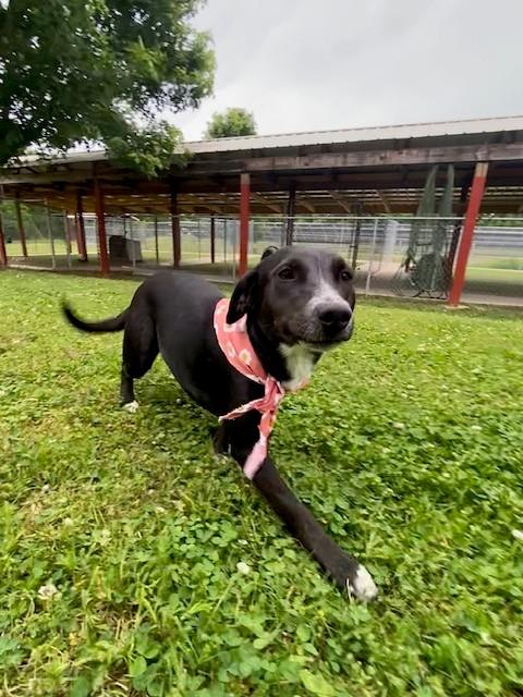 Blossom, a ADOPTABLE mixed breed in Fayetteville, AR image 6/6