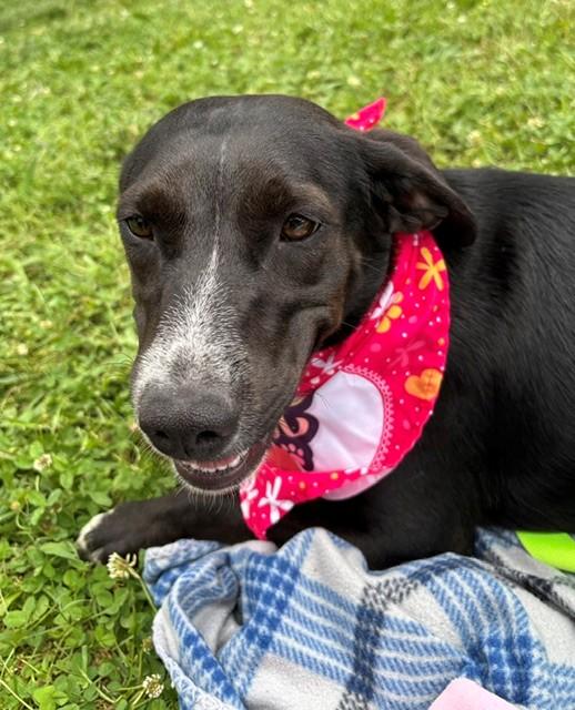 Blossom, a ADOPTABLE mixed breed in Fayetteville, AR image 1/6