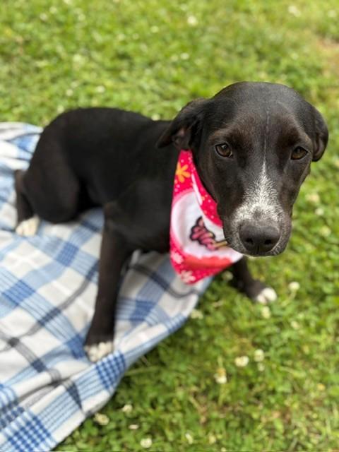 Blossom, a ADOPTABLE mixed breed in Fayetteville, AR image 4/6
