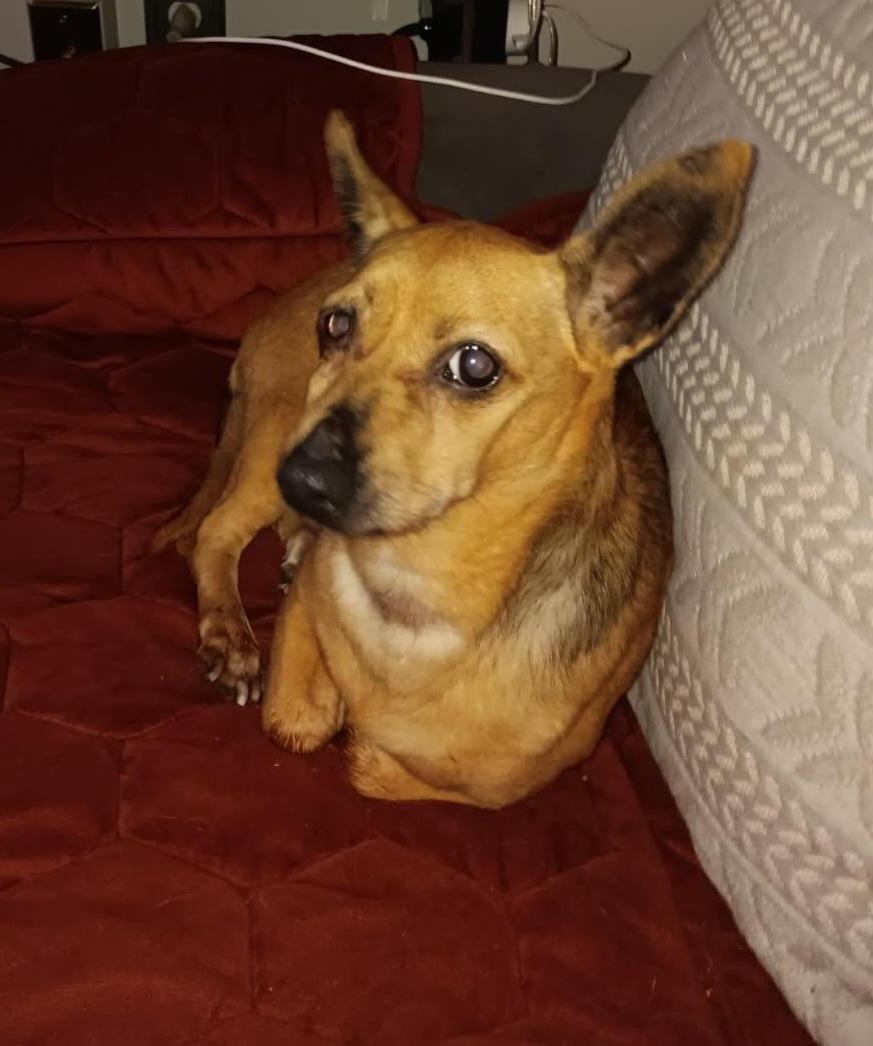 Shy, Adopted, Adult Female Chihuahua.