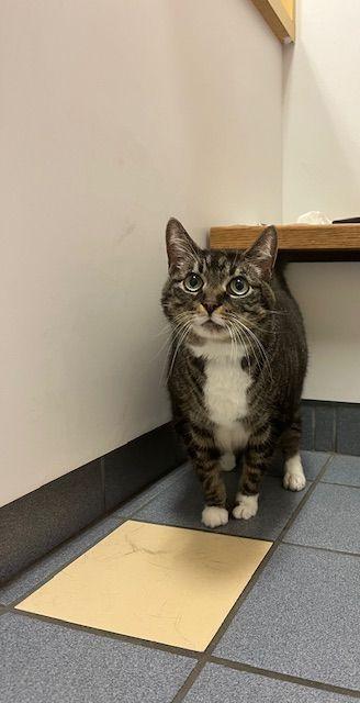 Enlarge Cleo, a Adopted Domestic Short Hair in Rockford, MI image 6/6