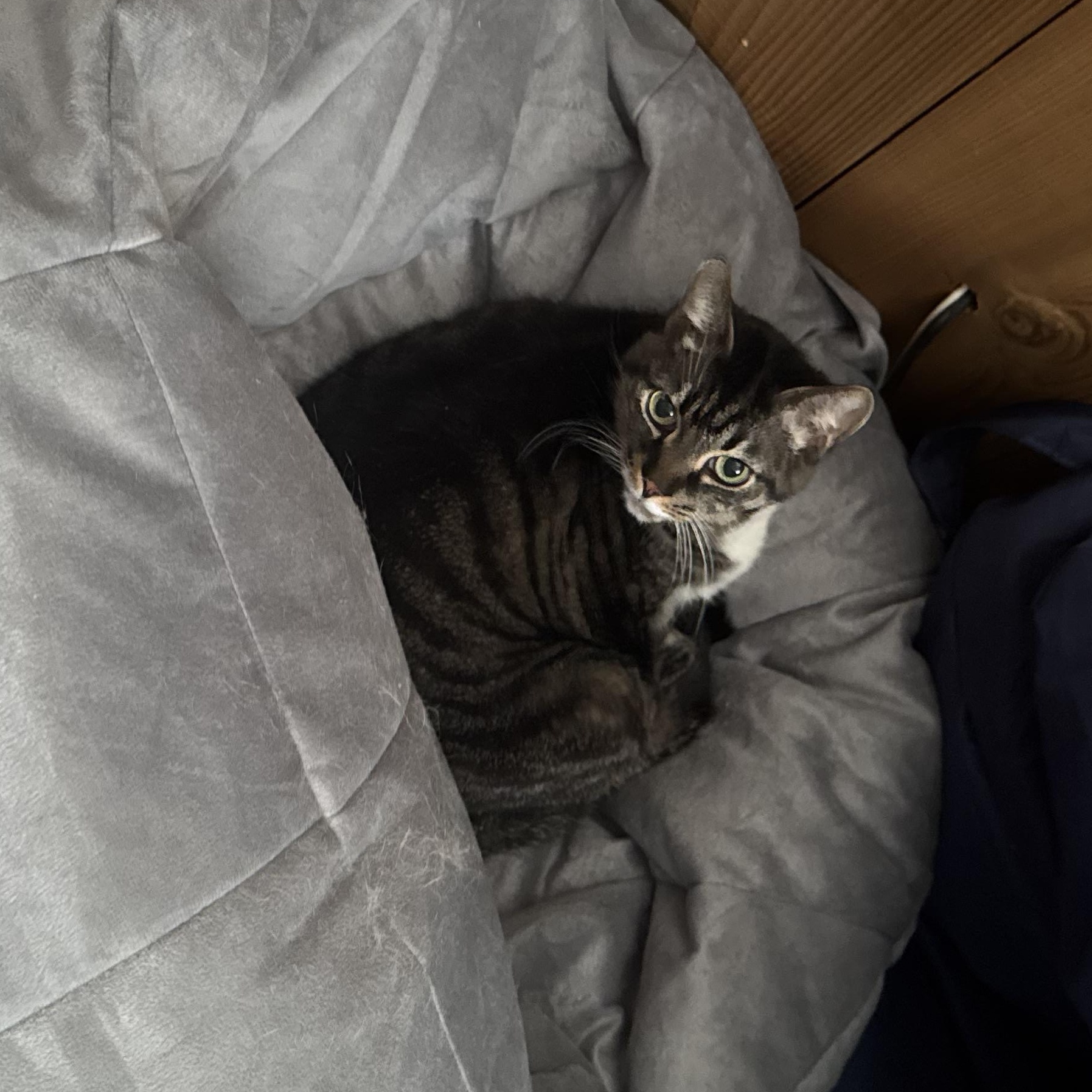 Enlarge Cleo, a Adopted Domestic Short Hair in Rockford, MI image 4/6