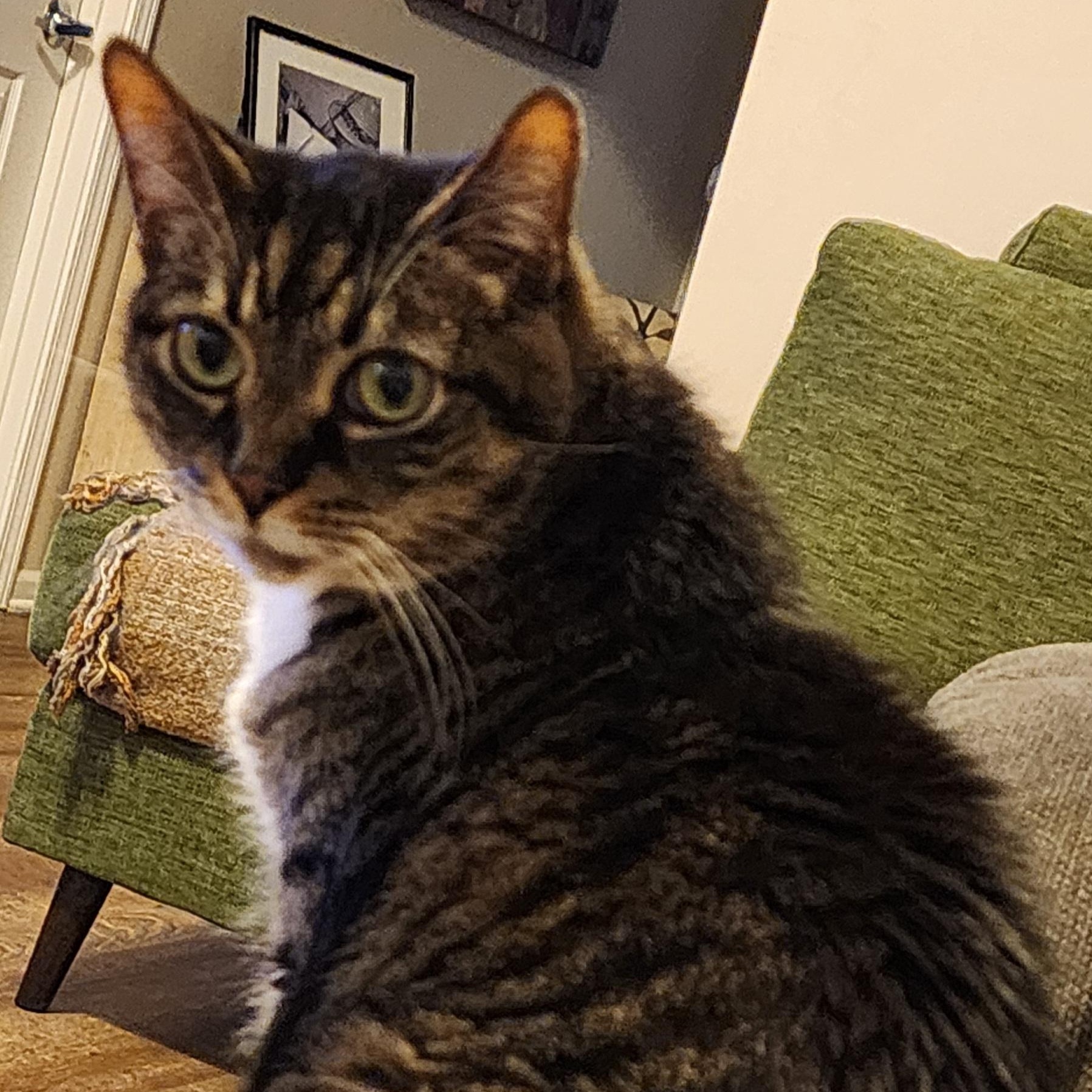 Enlarge Cleo, a Adopted Domestic Short Hair in Rockford, MI image 5/6