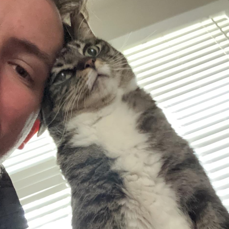 Enlarge Cleo, a Adopted Domestic Short Hair in Rockford, MI image 3/6