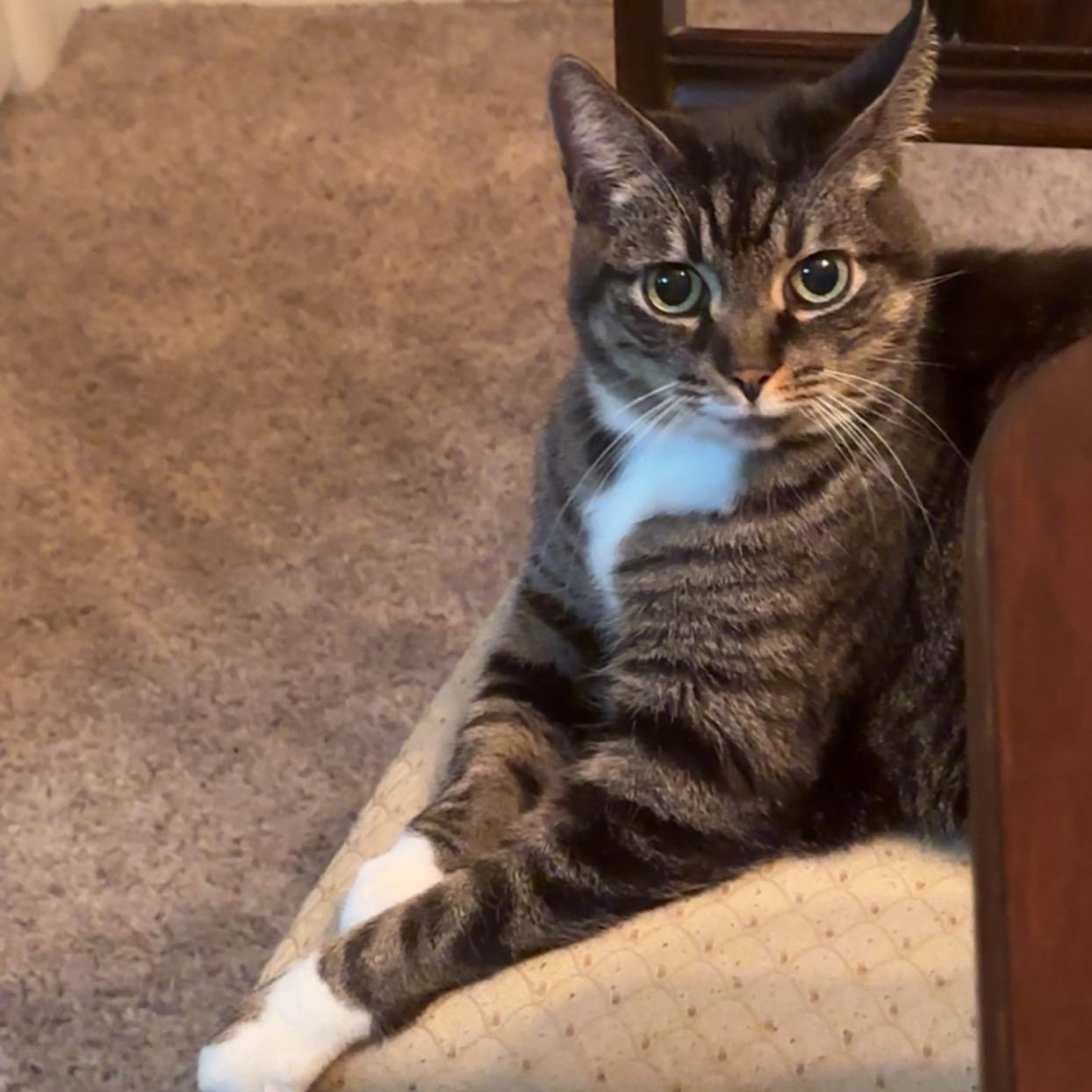 Cleo, Adopted, Senior Female Domestic Short Hair.