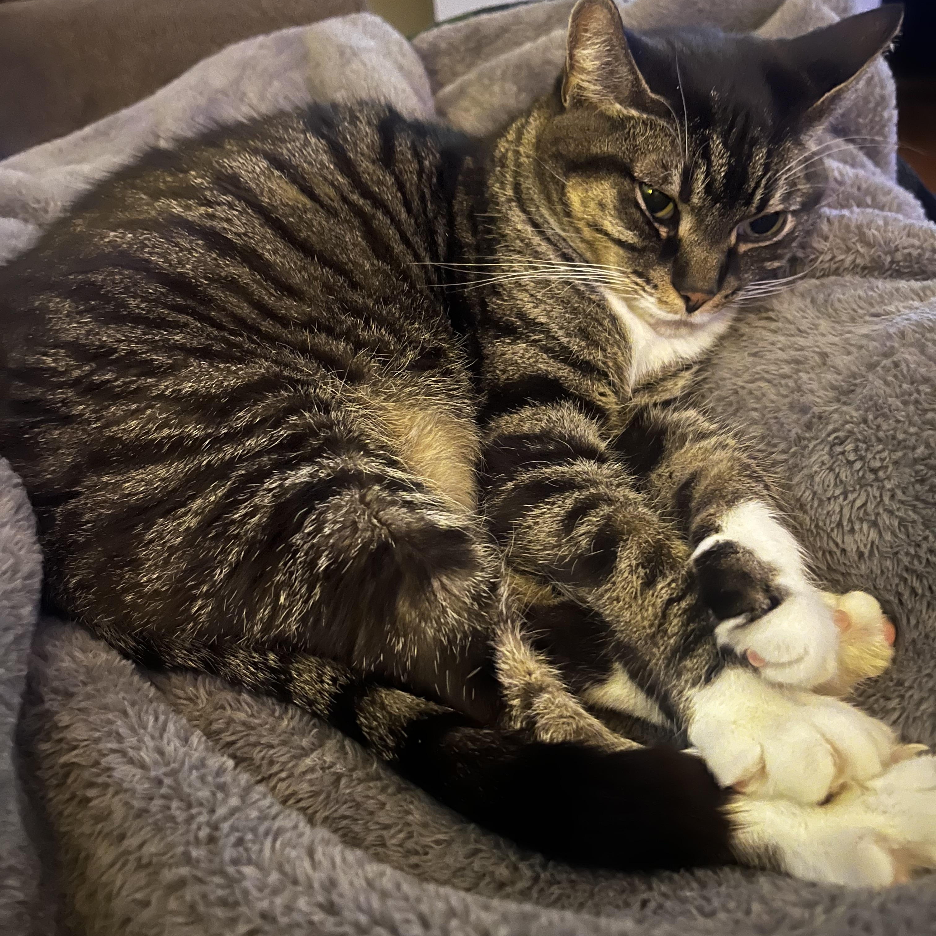 Enlarge Cleo, a Adopted Domestic Short Hair in Rockford, MI image 2/6