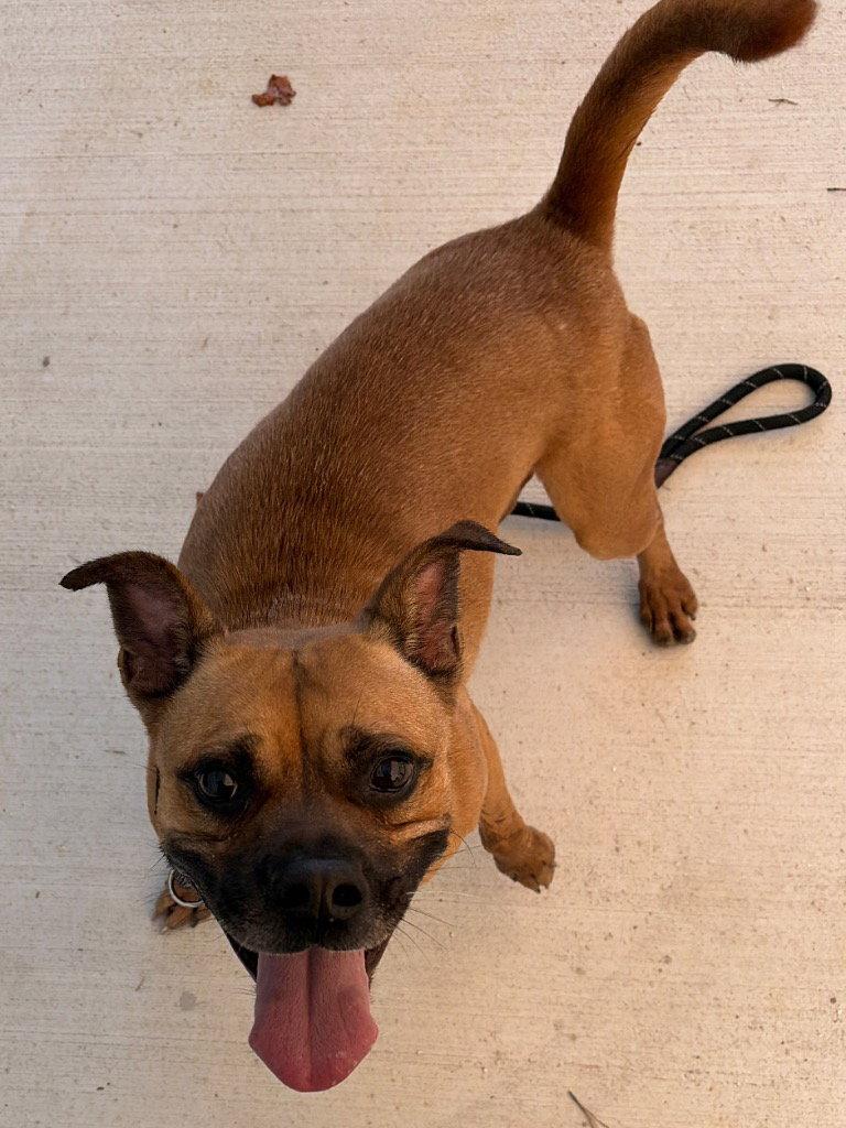Enlarge 26-308 Kylo, a Adoptable Boxer in Tarboro, NC image 1/3