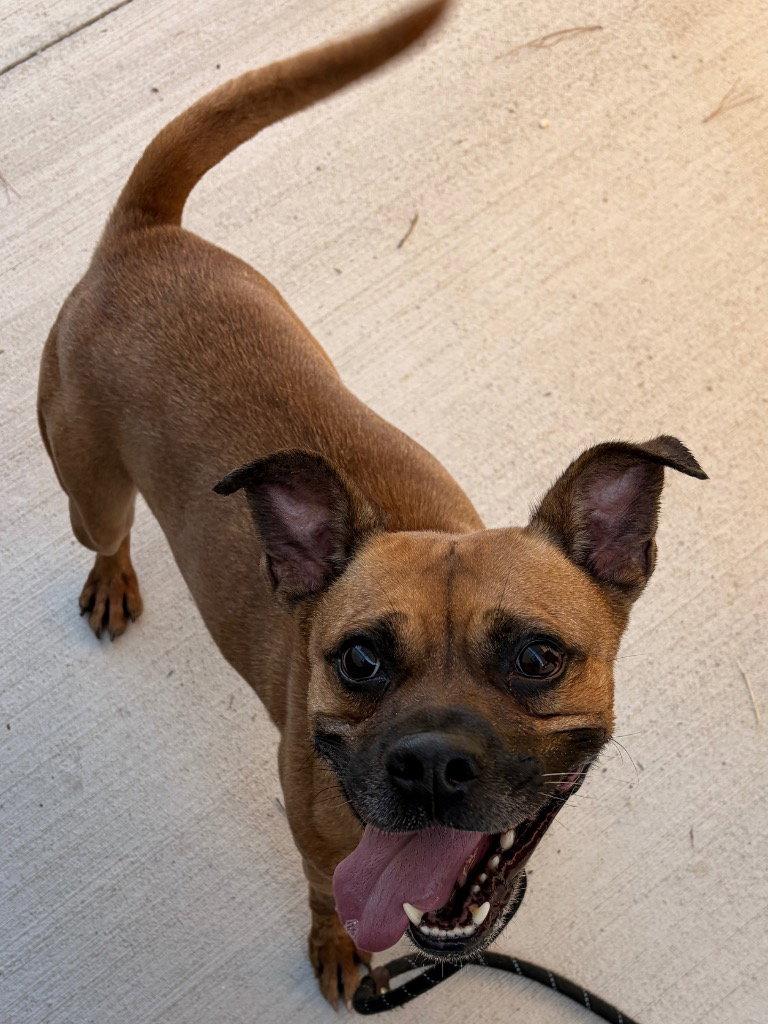 Enlarge 26-308 Kylo, a Adoptable Boxer in Tarboro, NC image 2/3