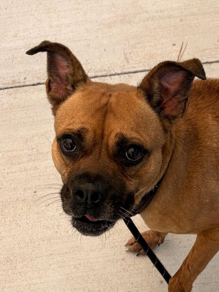 Enlarge 26-308 Kylo, a Adoptable Boxer in Tarboro, NC image 3/3