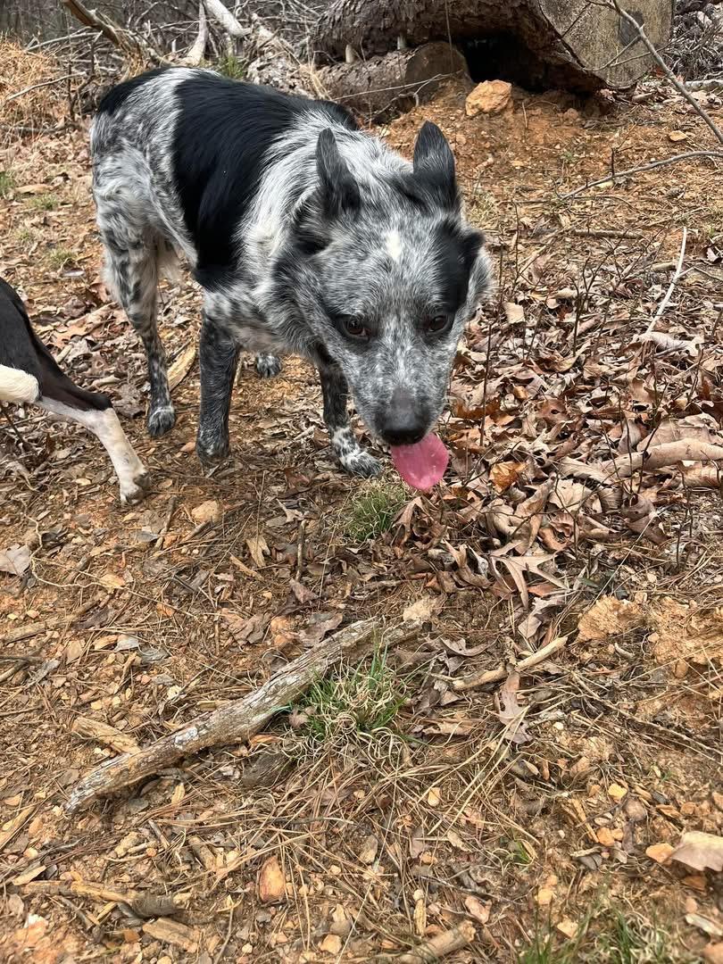 Enlarge Taz, a Adoptable Australian Cattle Dog / Blue Heeler in Pineville, NC image 4/4