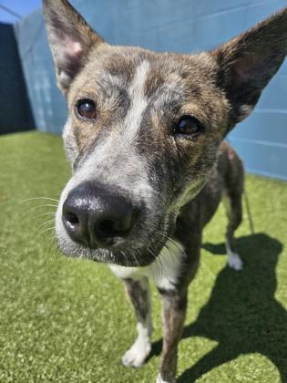 Enlarge Hazel, a Adoptable Mixed Breed in Merriam, KS image 2/2