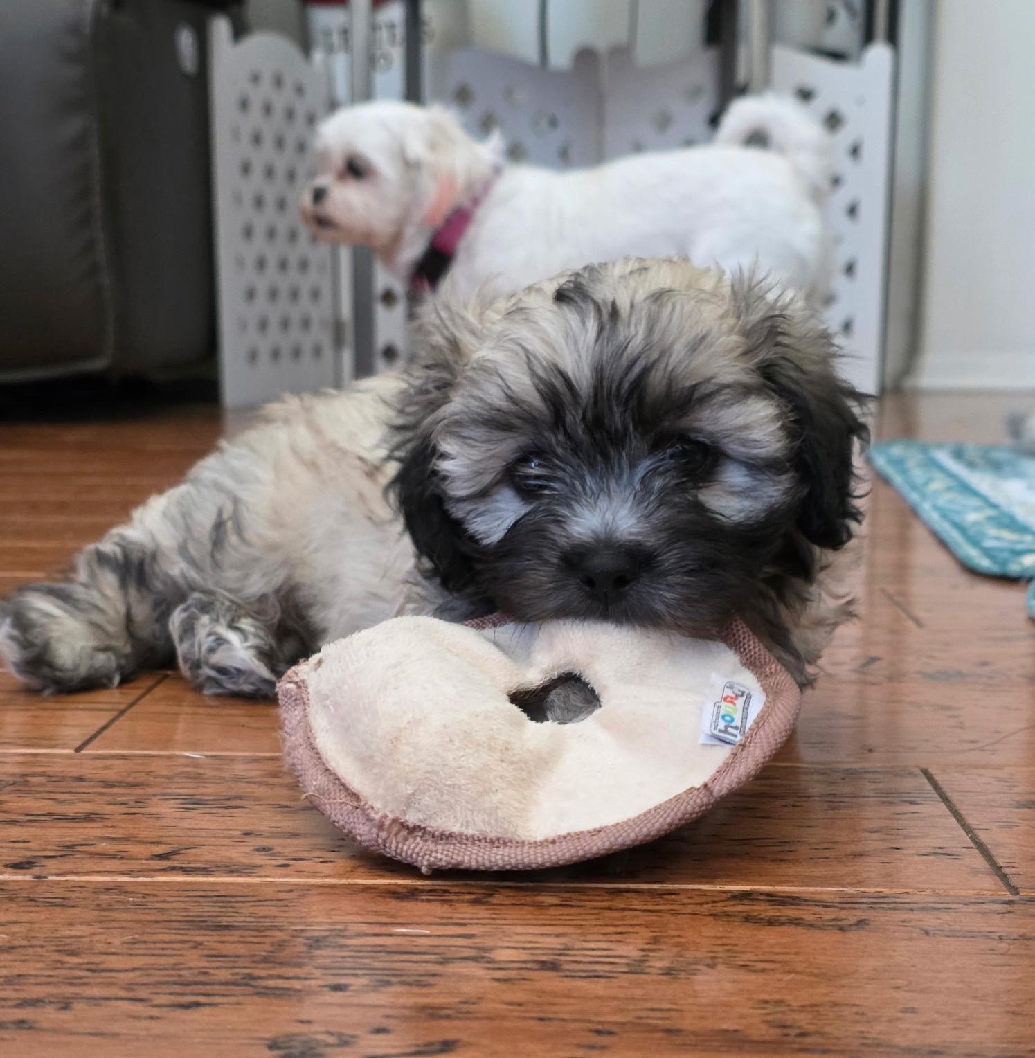 Enlarge Ares, a ADOPTABLE mixed breed in Rancho Santa Fe, CA image 2/4