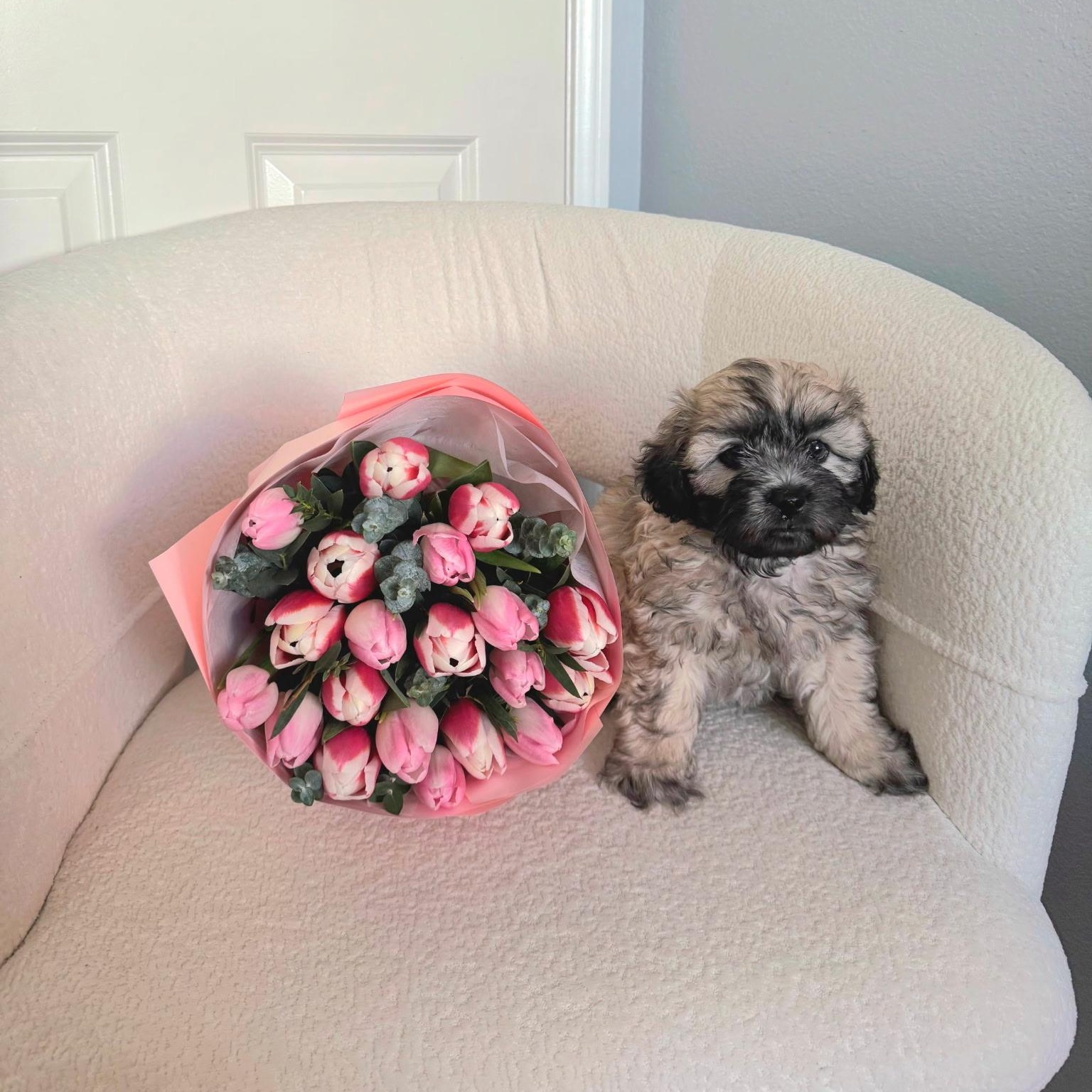 Enlarge Ares, a ADOPTABLE mixed breed in Rancho Santa Fe, CA image 3/4