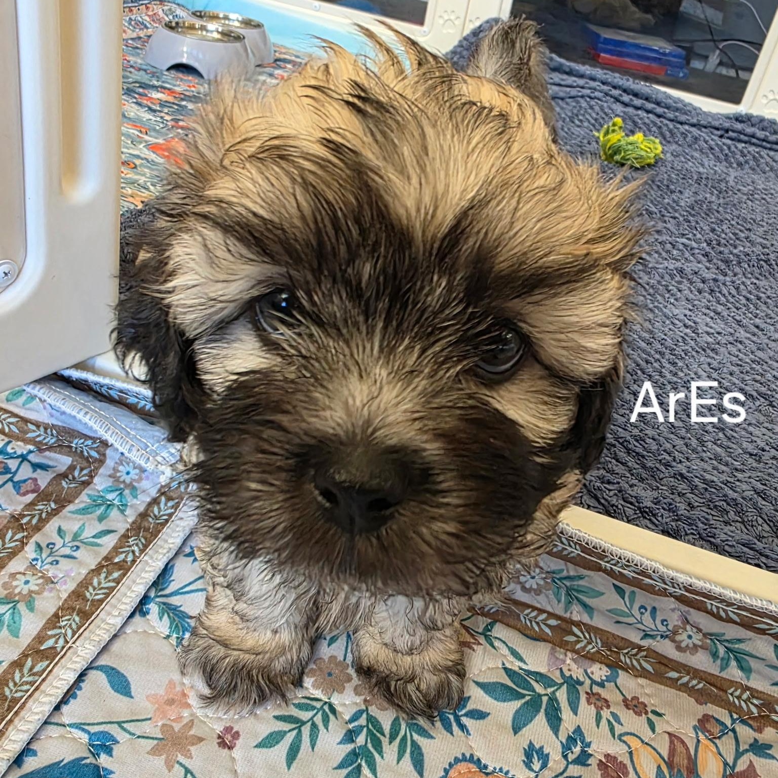 Enlarge Ares, a ADOPTABLE mixed breed in Rancho Santa Fe, CA image 1/4