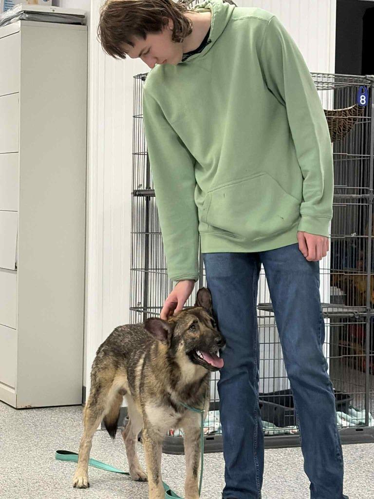 ROCKIE - TEDDY BEAR EARS, Adoptable, Young Male Shepherd & Mixed Breed.