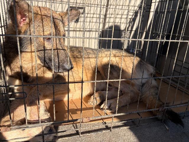 Enlarge ROCKIE - TEDDY BEAR EARS, a Adoptable mixed breed in Athens, AL image 2/6