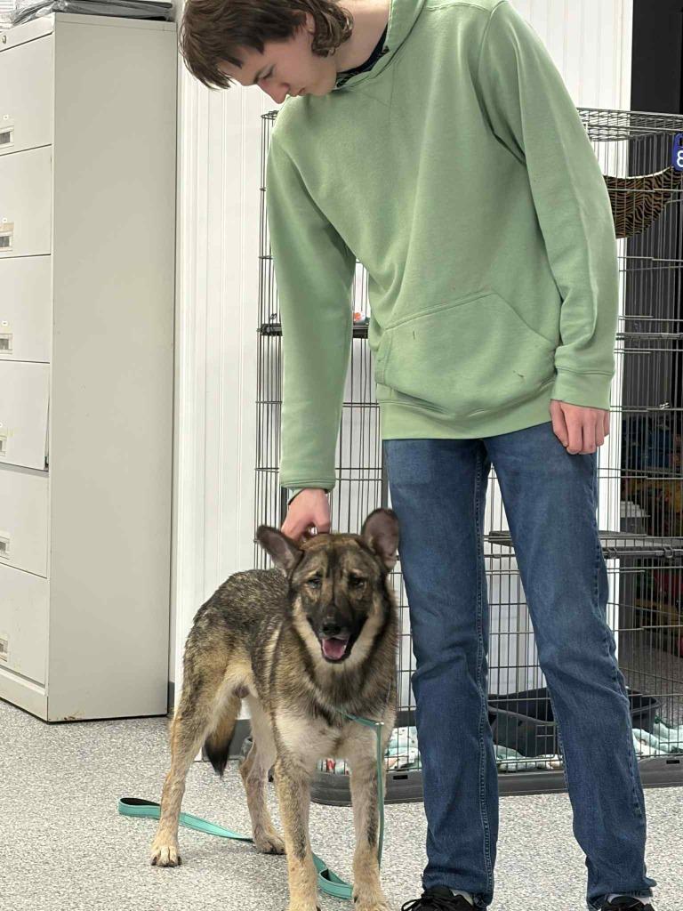 Enlarge ROCKIE - TEDDY BEAR EARS, a Adoptable mixed breed in Athens, AL image 4/6