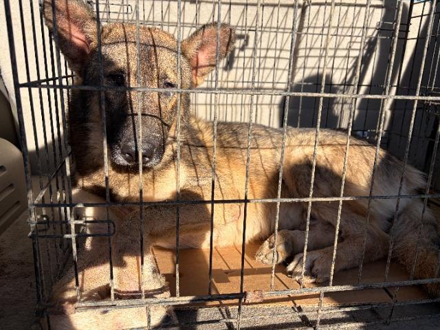 Enlarge ROCKIE - TEDDY BEAR EARS, a Adoptable mixed breed in Athens, AL image 5/6