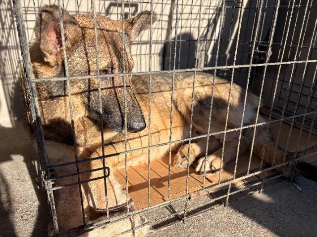 Enlarge ROCKIE - TEDDY BEAR EARS, a Adoptable mixed breed in Athens, AL image 6/6