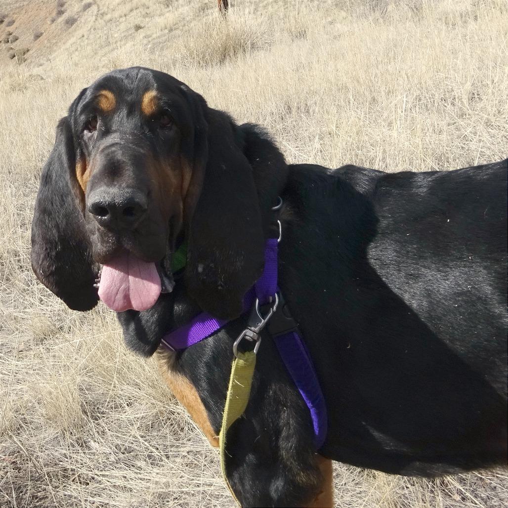 Rufus, Adoptable, Adult Male Mixed Breed.