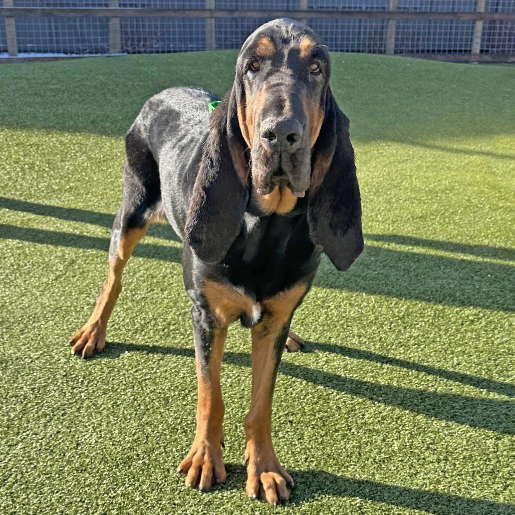 Enlarge Rufus, a Adoptable Mixed Breed in Hailey, ID image 1/3