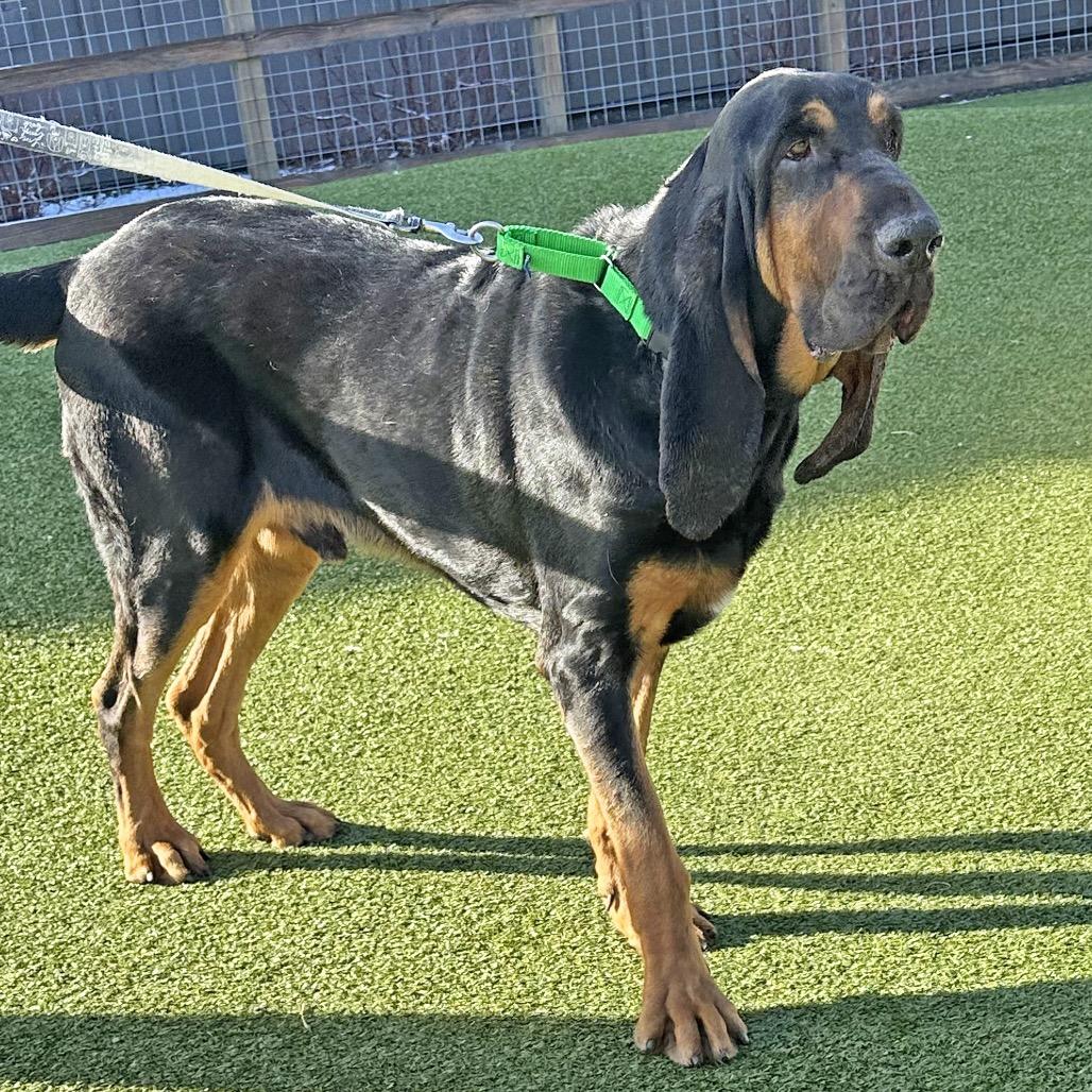 Enlarge Rufus, a Adoptable Mixed Breed in Hailey, ID image 2/3