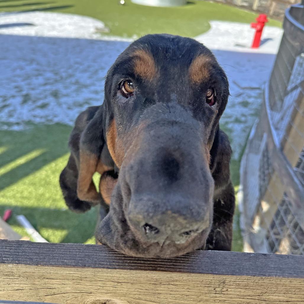 Enlarge Rufus, a Adoptable Mixed Breed in Hailey, ID image 3/3