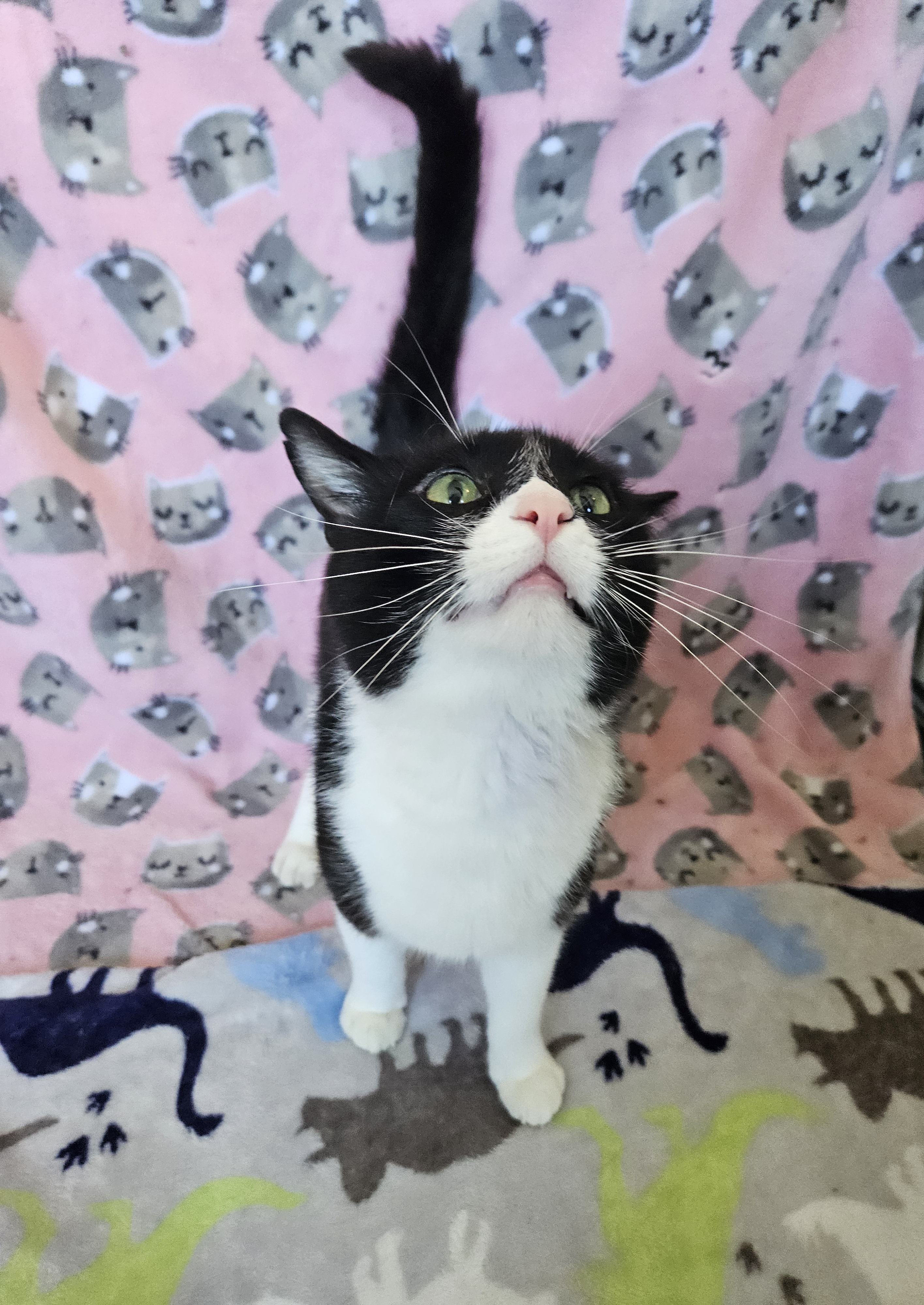 Figaro, an adoptable Domestic Short Hair in Antioch, IL, 60002 | Photo Image 2