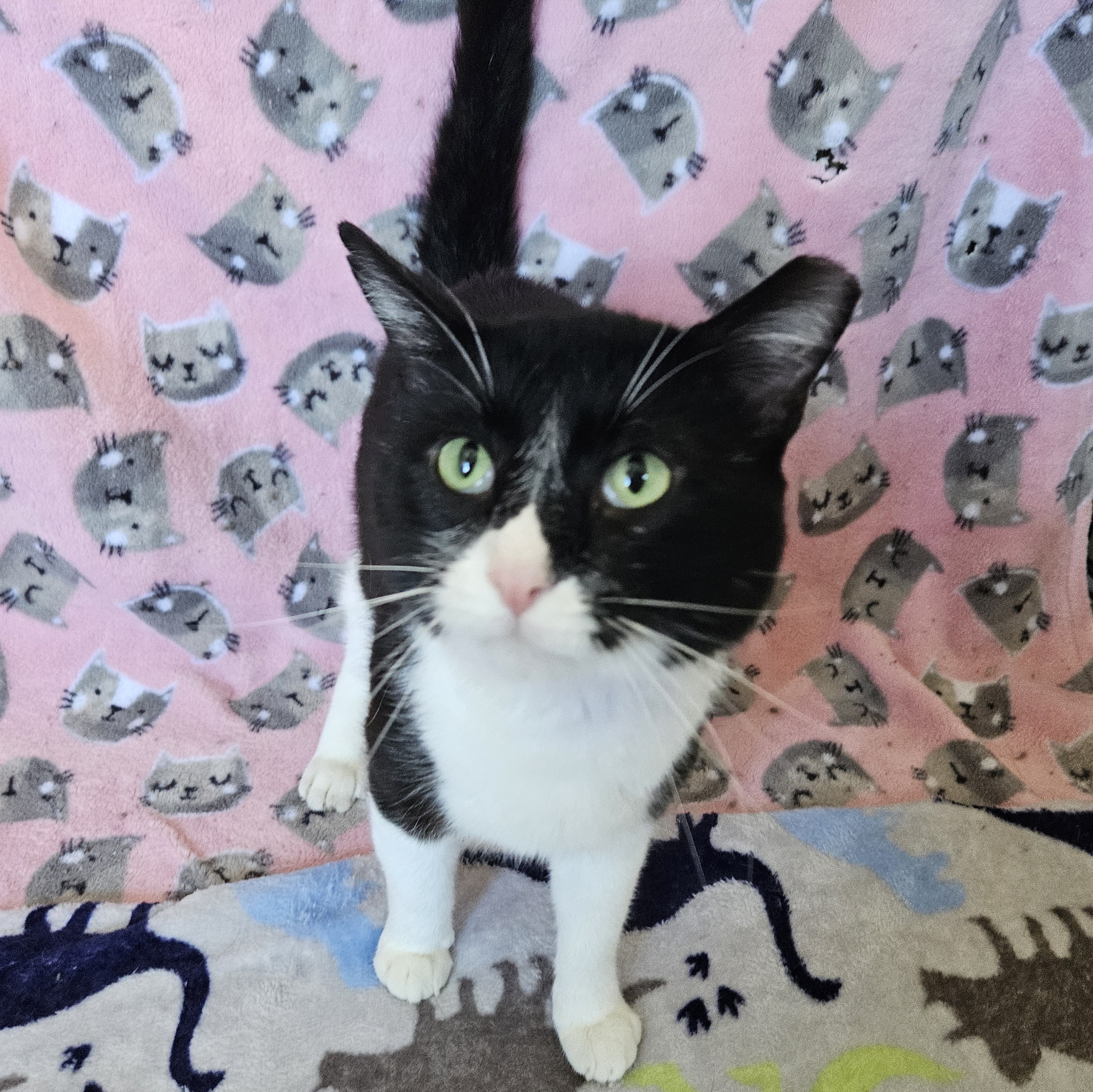 Figaro, an adoptable Domestic Short Hair in Antioch, IL, 60002 | Photo Image 1