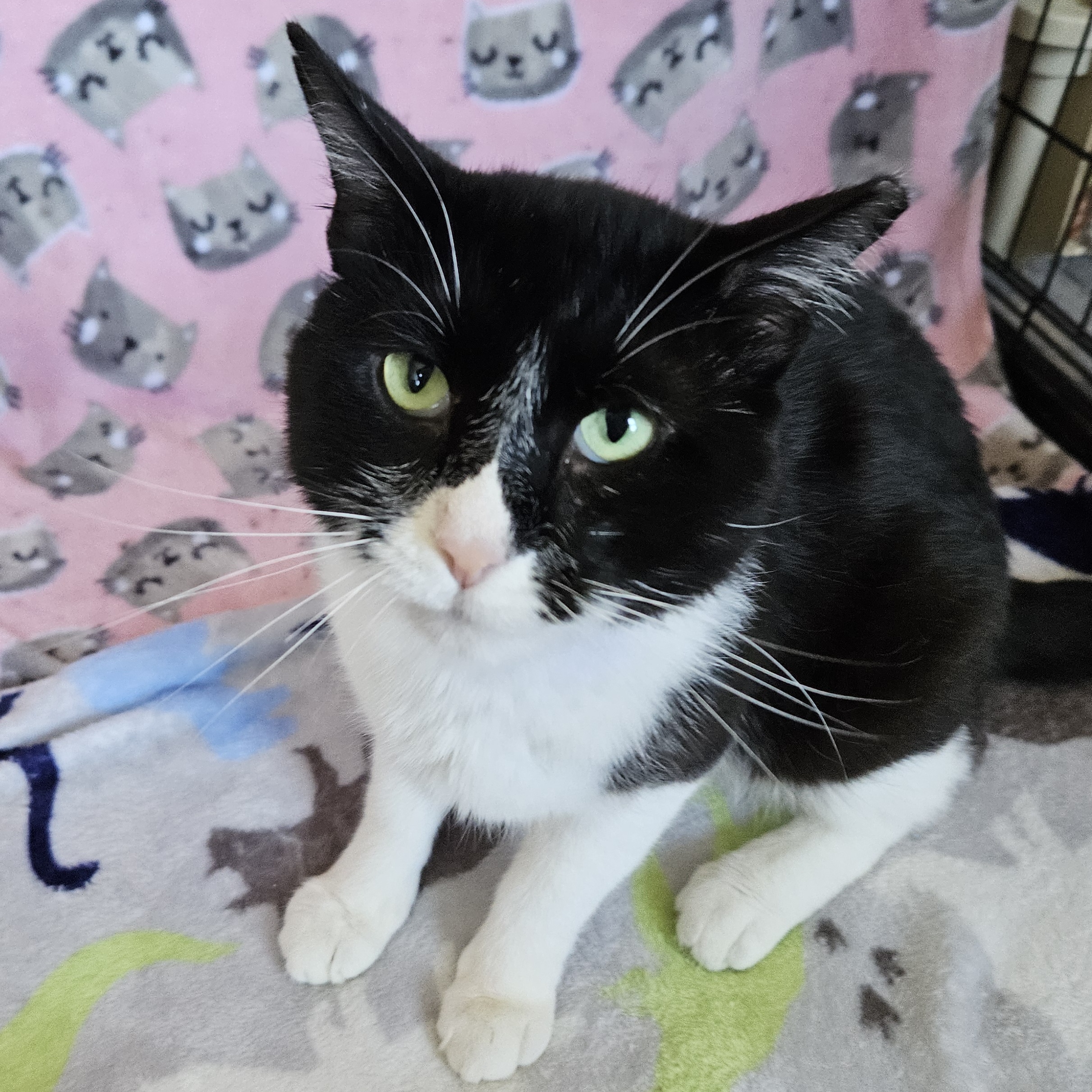 Figaro, an adoptable Domestic Short Hair in Antioch, IL, 60002 | Photo Image 4
