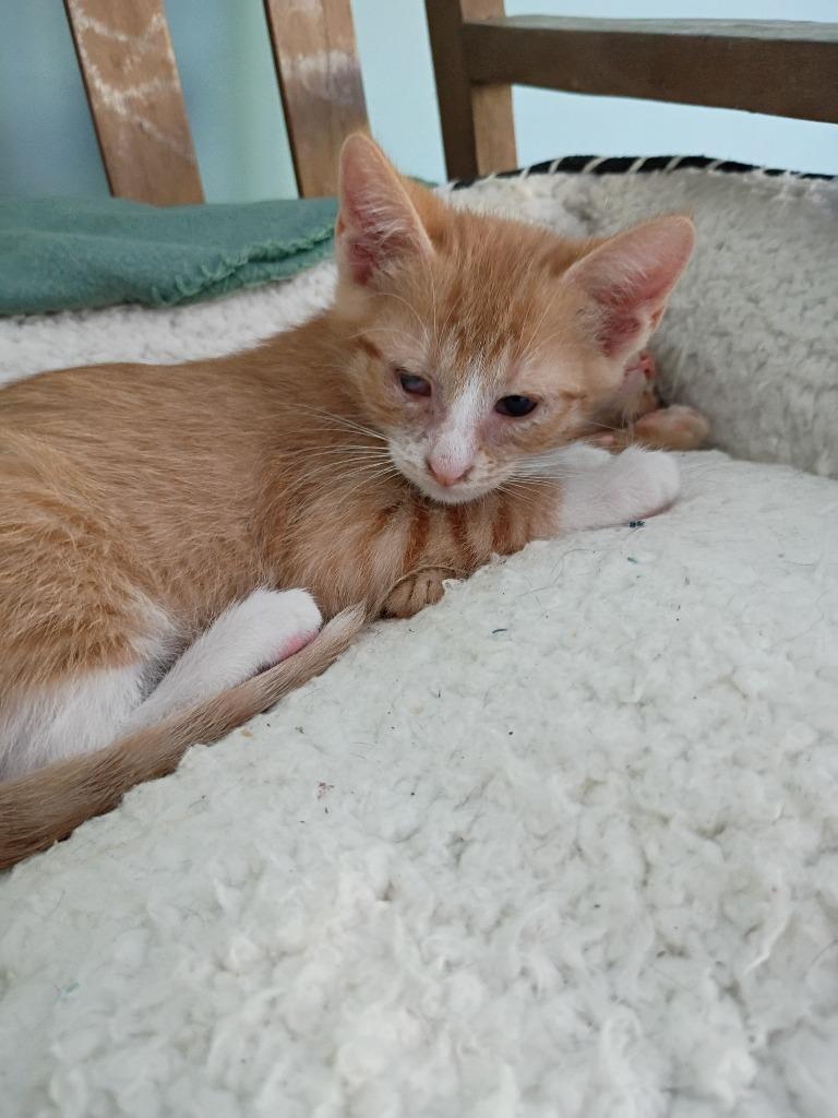 Miles, Adoptable, Kitten Male Domestic Short Hair.