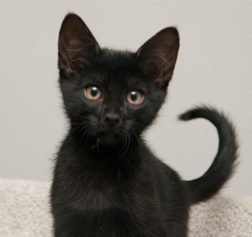 Enlarge Koi (gets adopted with Felix), an adopted Domestic Short Hair in Westminster, CO image 1/6