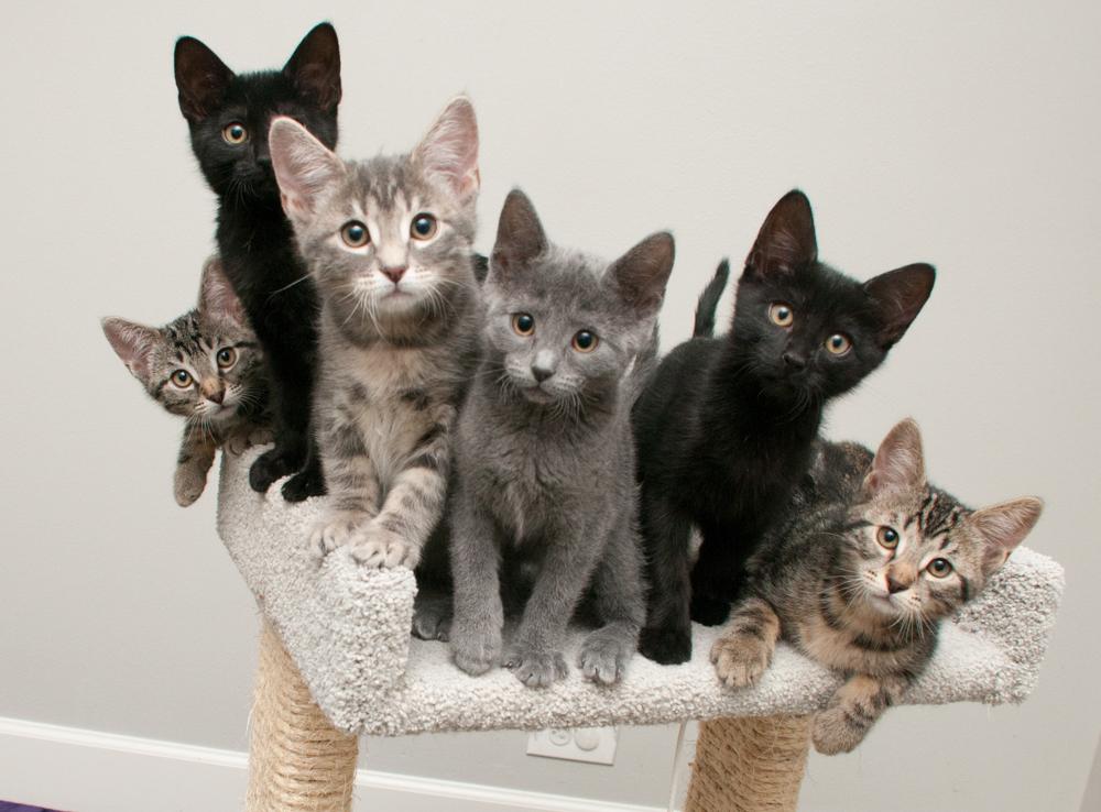 Enlarge Koi (gets adopted with Felix), an adopted Domestic Short Hair in Westminster, CO image 5/6