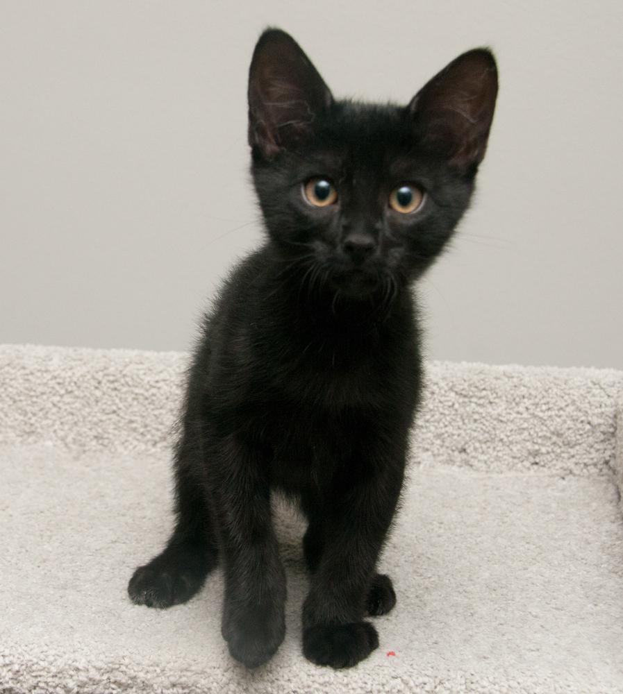 Koi (gets adopted with Felix) — thumbnail 4