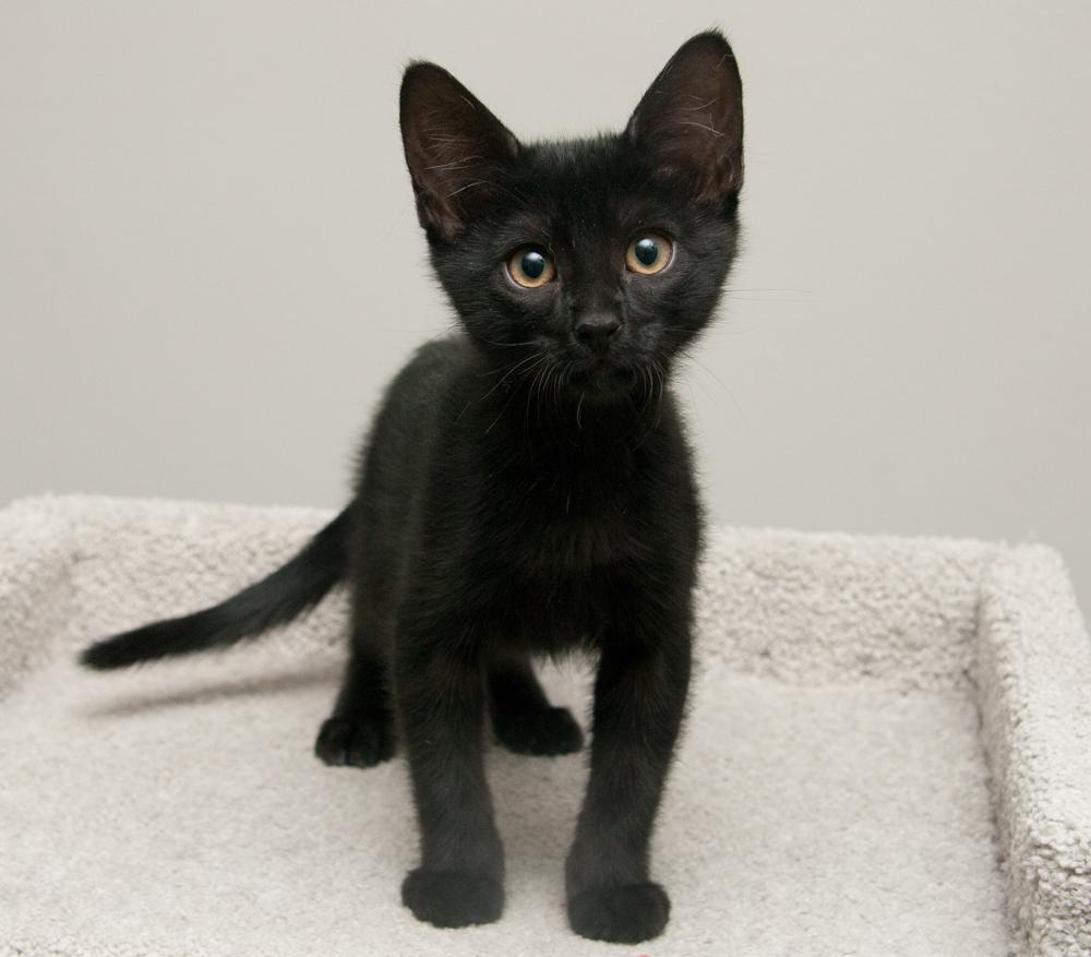 Koi (gets adopted with Felix) — thumbnail 5