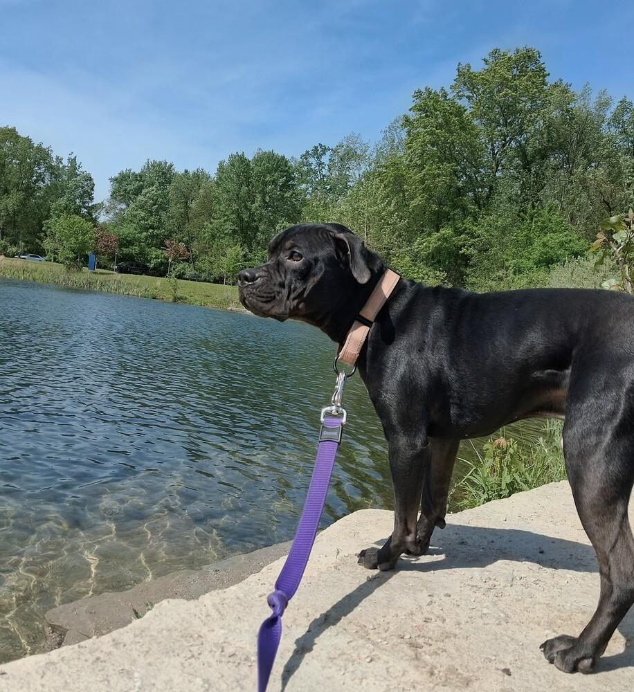 Cocoa Puffs (26-072 D, a Adoptable mixed breed in Lansing, MI image 2/5